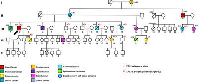 Case Report: Identification of a Novel Pathogenic Germline TP53 Variant in a Family With Li–Fraumeni Syndrome